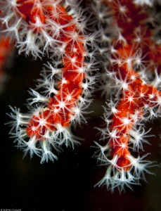 corallium rubrum by Mathieu Foulquié 